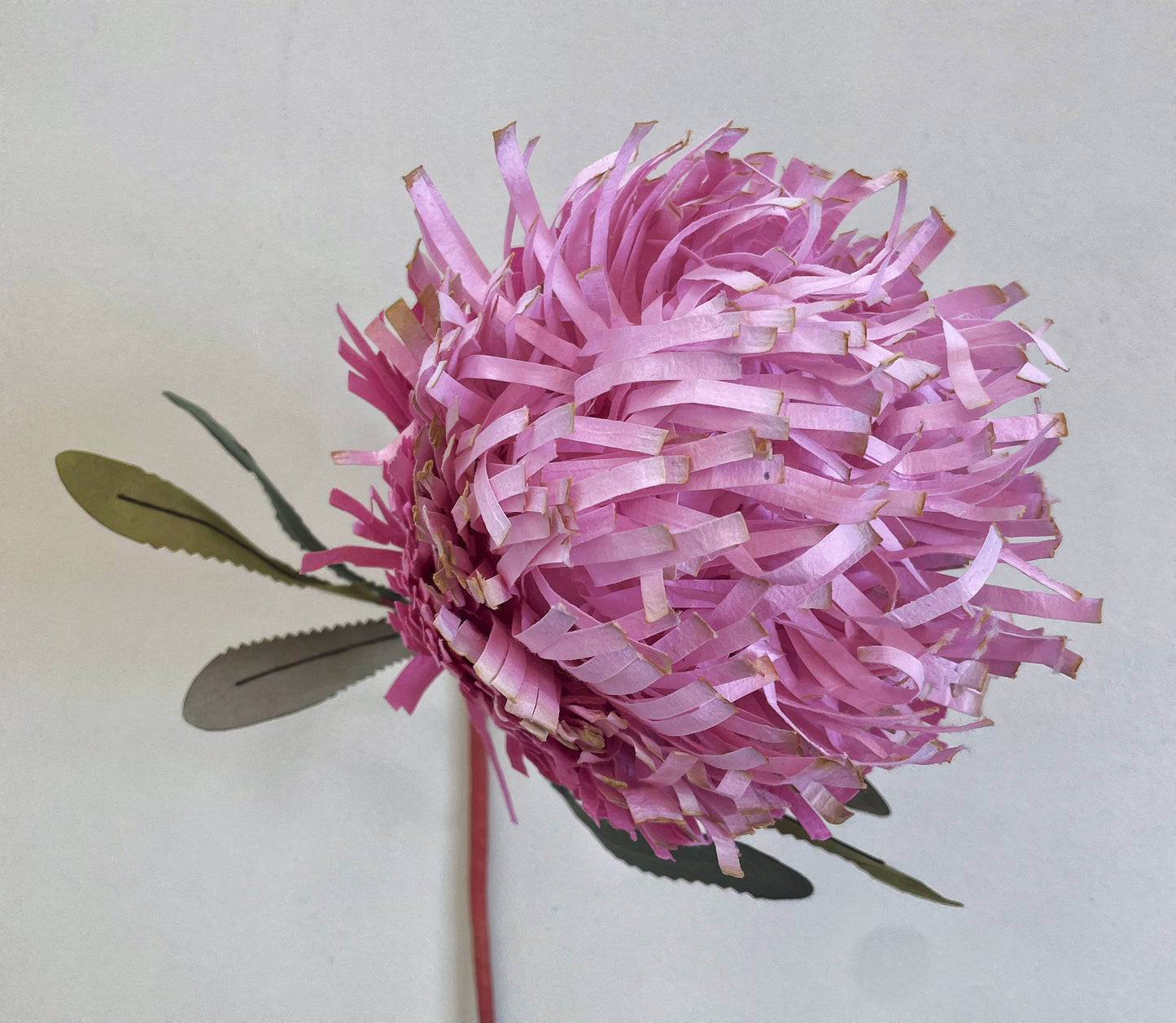 Banksia Paper Flower in Pink